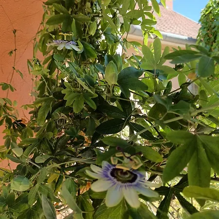 Apartament Harsfa